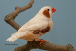 Kweker : D.J.Appel